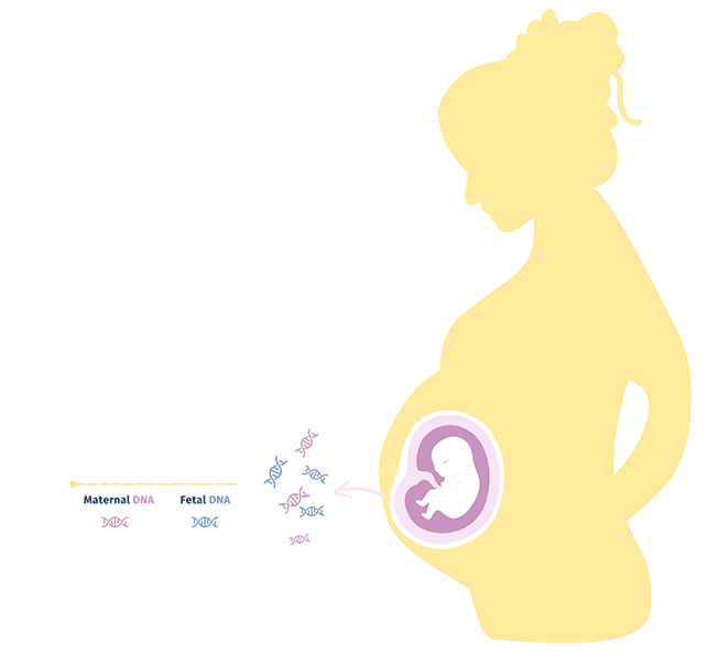 cell-free fetal DNA (cfDNA)